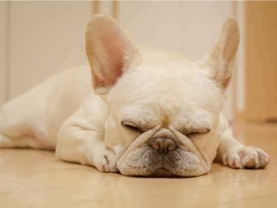 犬の寝相でわかる心理と安眠度　病気が隠れている可能性も？